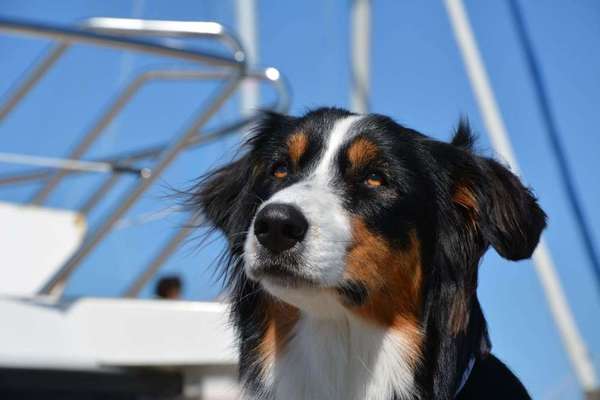 Dein Hund im Dogorama-Kalender 2021-Beitrag-Bild