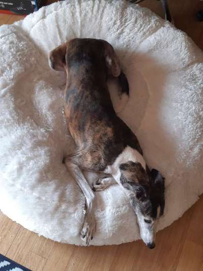 Windhunde - Treffen der besonderen Schönheiten
HERZLICH WILLKOMMEN-Beitrag-Bild