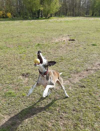 Die Dogorama Wochen Challenge-Beitrag-Bild