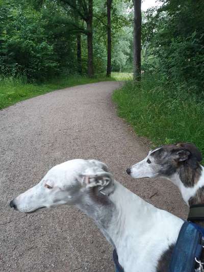 Windhunde - Treffen der besonderen Schönheiten
HERZLICH WILLKOMMEN-Beitrag-Bild