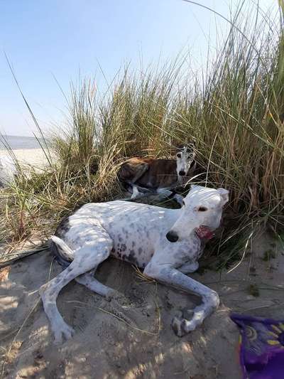 Windhunde - Treffen der besonderen Schönheiten
HERZLICH WILLKOMMEN-Beitrag-Bild