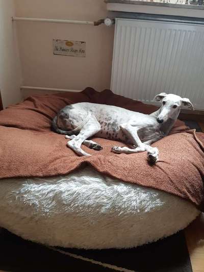 Windhunde - Treffen der besonderen Schönheiten
HERZLICH WILLKOMMEN-Beitrag-Bild