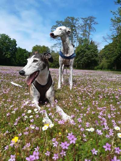 Die Dogorama Monats Challenge "Es grünt und blüht"-Beitrag-Bild