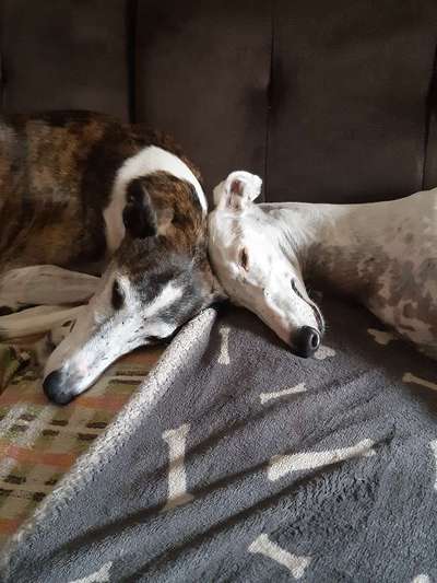 Windhunde - Treffen der besonderen Schönheiten
HERZLICH WILLKOMMEN-Beitrag-Bild