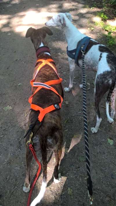 Windhunde - Treffen der besonderen Schönheiten
HERZLICH WILLKOMMEN-Beitrag-Bild