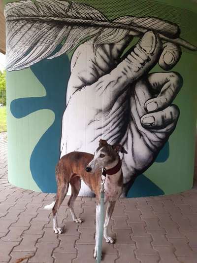 Gestromte fellnasen-Beitrag-Bild