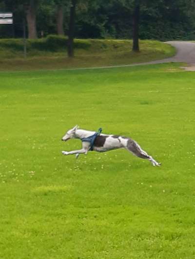 Windhunde - Treffen der besonderen Schönheiten
HERZLICH WILLKOMMEN-Beitrag-Bild