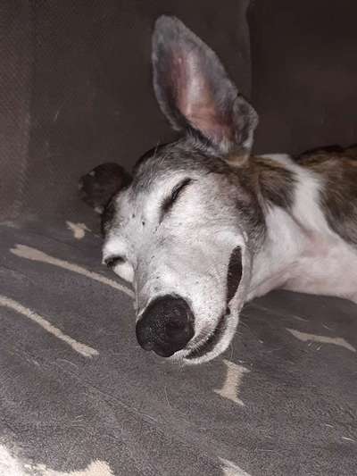 Windhunde - Treffen der besonderen Schönheiten
HERZLICH WILLKOMMEN-Beitrag-Bild