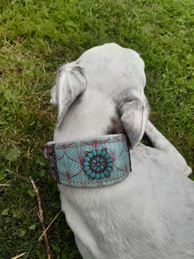 Windhunde - Treffen der besonderen Schönheiten
HERZLICH WILLKOMMEN-Beitrag-Bild