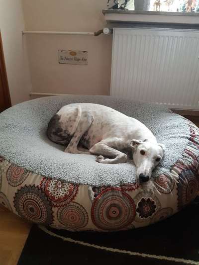 Windhunde - Treffen der besonderen Schönheiten
HERZLICH WILLKOMMEN-Beitrag-Bild