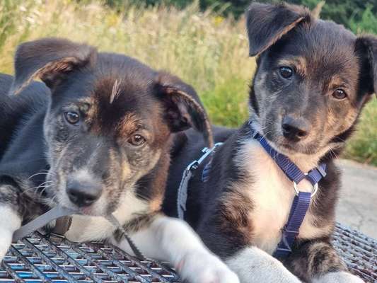 Hundetreffen-Welpentreff-Bild