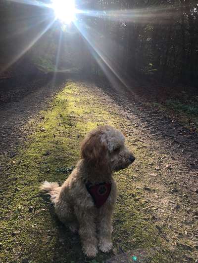 SonnenSTRAHLEN-Beitrag-Bild