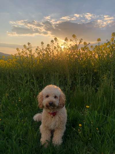 Alles rund um den Pudel-Beitrag-Bild