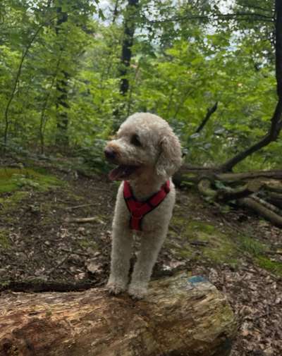 Foto -Challenge  Thema : Dein Hund Im Wald-Beitrag-Bild