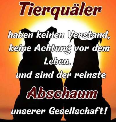 Ice-Bucket Challenge mit Hunden-Beitrag-Bild