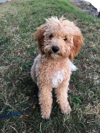 Die Dogorama Kalender Challenge Titelbild-Beitrag-Bild