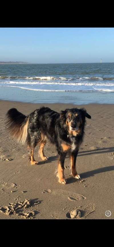 Aussies-Beitrag-Bild