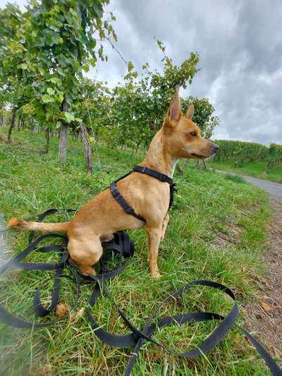 Hundetreffen-Gassirunde um Heilbronn-Bild