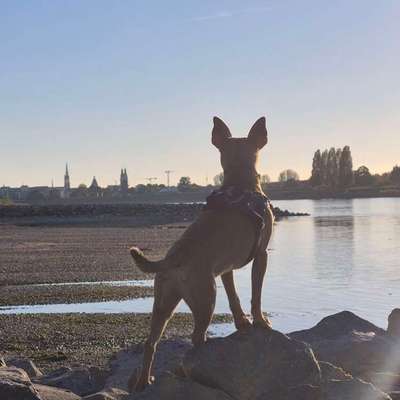 Hundetreffen-Spiel und Gassirunden-Bild