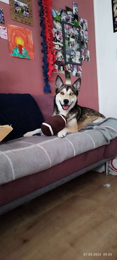 Husky-Beitrag-Bild