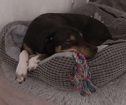 Unsere Fellnasen-Vielfalt im Überblick!-Beitrag-Bild