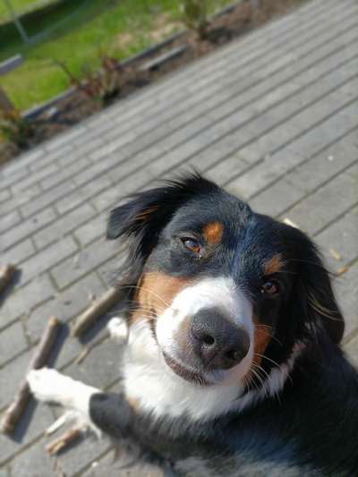 Die Dogorama-Wochen-Challenge "Die schönste Grimasse"-Beitrag-Bild