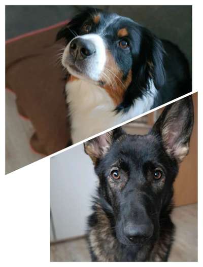 Die besten Hundeblicke 🐾❤️-Beitrag-Bild