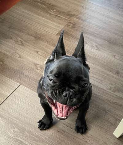 Dogorama Photo Challenge - Einmal lächeln bitte-Beitrag-Bild