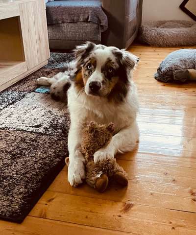 Die Dogorama Kalender Challenge Titelbild-Beitrag-Bild