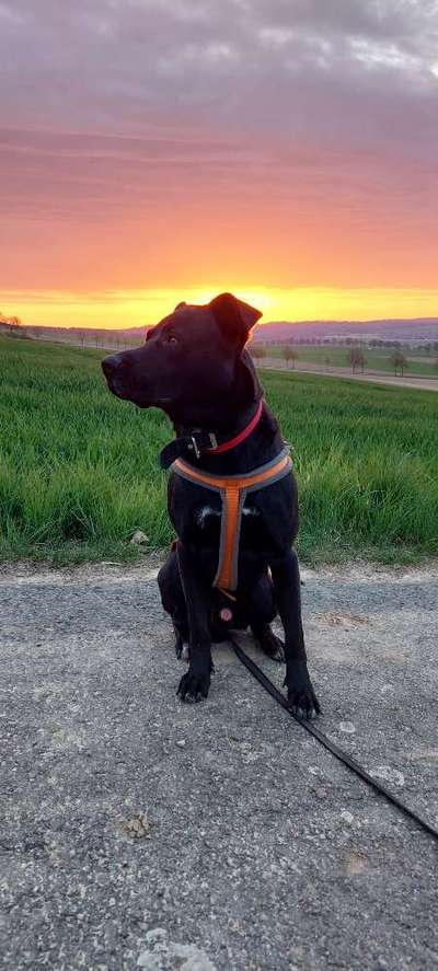 Wie sitzt mein Geschirr?-Beitrag-Bild