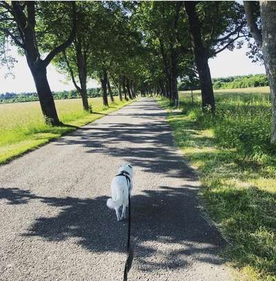 Hundeauslaufgebiet-Gut Freiham-Bild