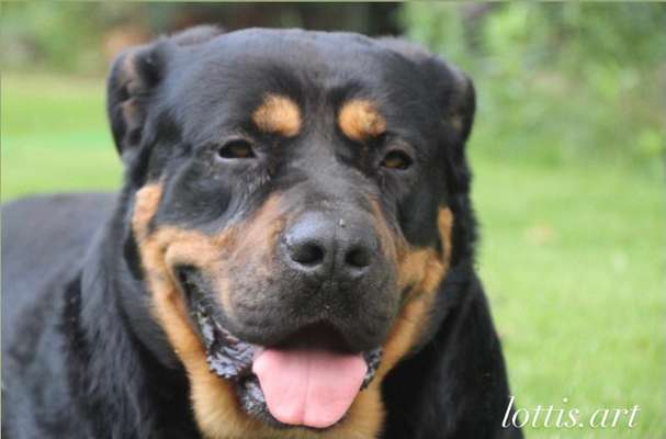 Schäferhund-Beitrag-Bild