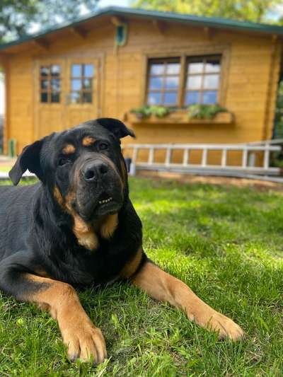 Schäferhund-Beitrag-Bild