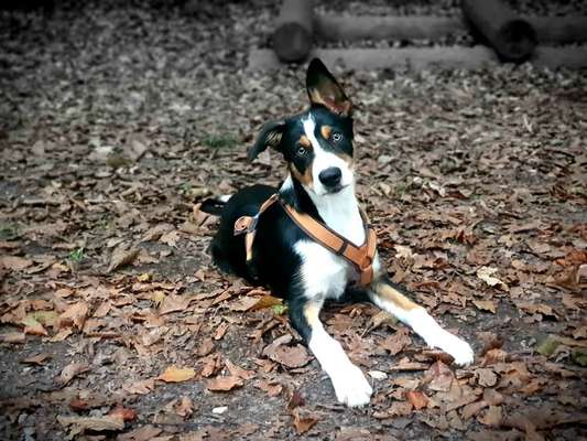 Die Dogorama Kalender Challenge Titelbild-Beitrag-Bild