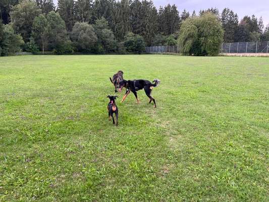 Hundeauslaufgebiet-Wiese Solln / Forstenrieder Park-Bild