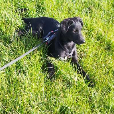 Hundetreffen-Welpen / Junghundetreffen-Bild