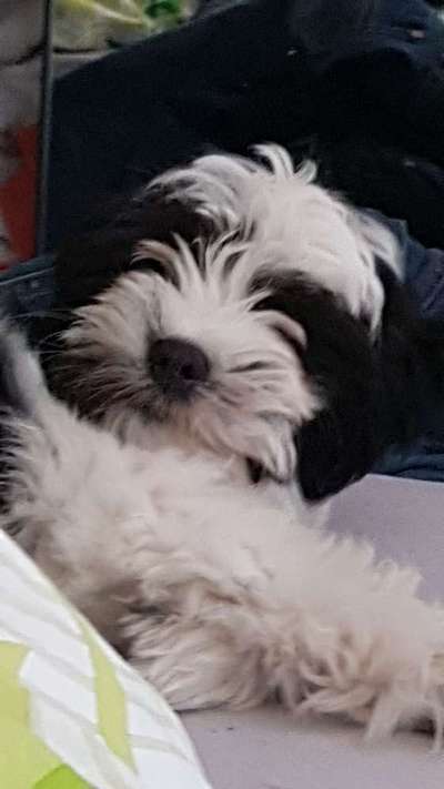 Seltene Rassen!-Beitrag-Bild