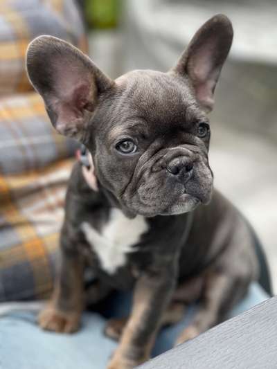 Französische Bulldoggen-Beitrag-Bild