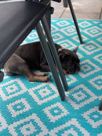 Französische Bulldoggen-Beitrag-Bild