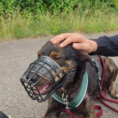 Hundetreffen-Come say hi! 👋-Bild