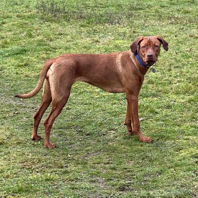 Hundetreffen-Treffen zum spielen und toben.-Bild