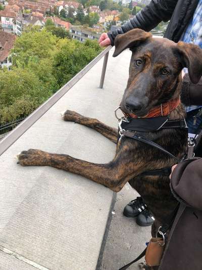 Die Dogorama Kalender Challenge Titelbild-Beitrag-Bild