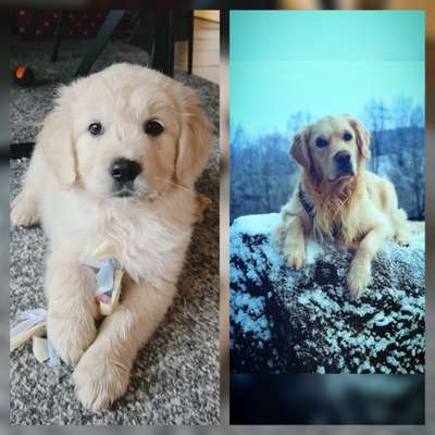 Vom Welpen zum Hund-Beitrag-Bild