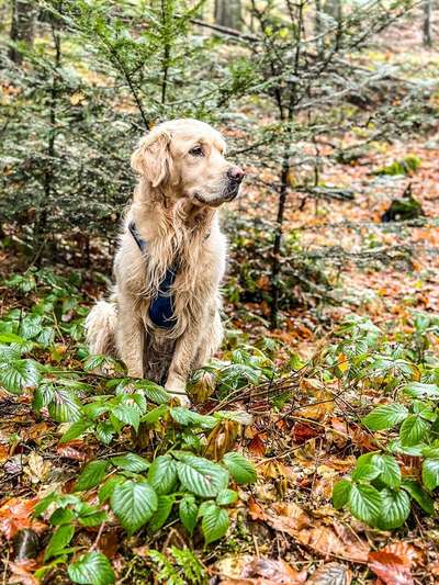 12. Farben Foto Challenge --- Braun-Beitrag-Bild