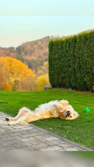 Dogorama Photo Challenge - Zeigt her eure Bäuche-Beitrag-Bild