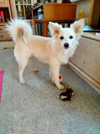 Persistierender Milchzahn-Beitrag-Bild