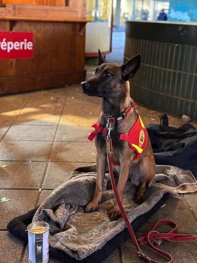 Hundetreffen-Rettungshunde Ausbildung Berlin ASB-Bild