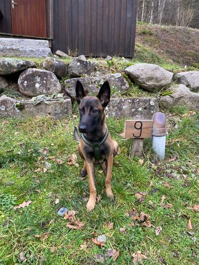 Hundetreffen-Malinois Treffen in Berlin?-Bild