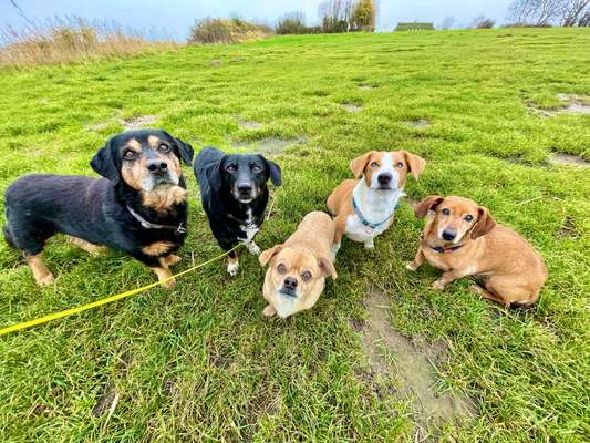 Zweiter Hund zieht ein🐶-Beitrag-Bild