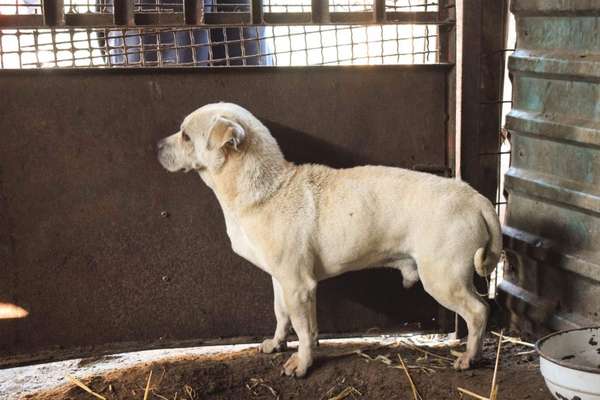 Zweiter Hund zieht ein🐶-Beitrag-Bild